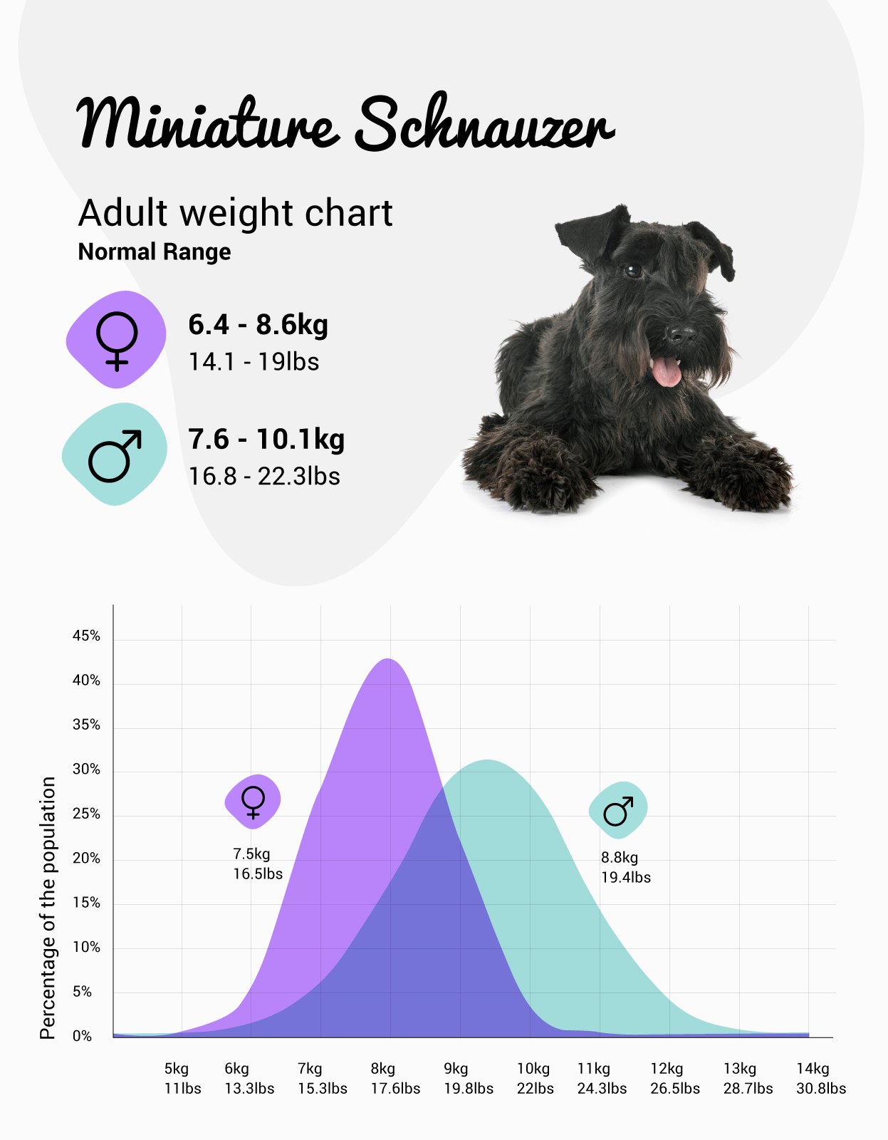 Micro teacup schnauzer for 2024 sale