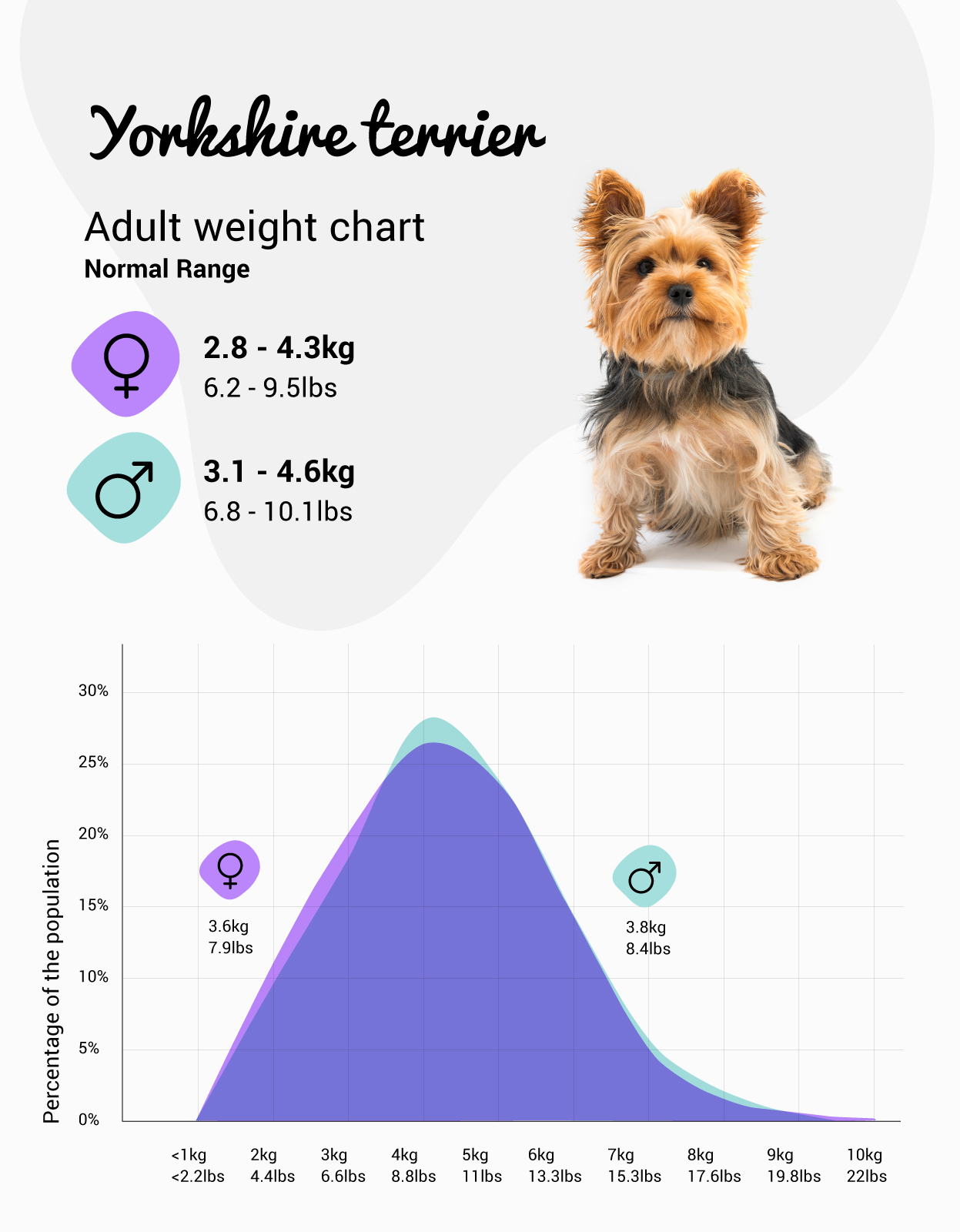 Yorkshire cheap terrier kg