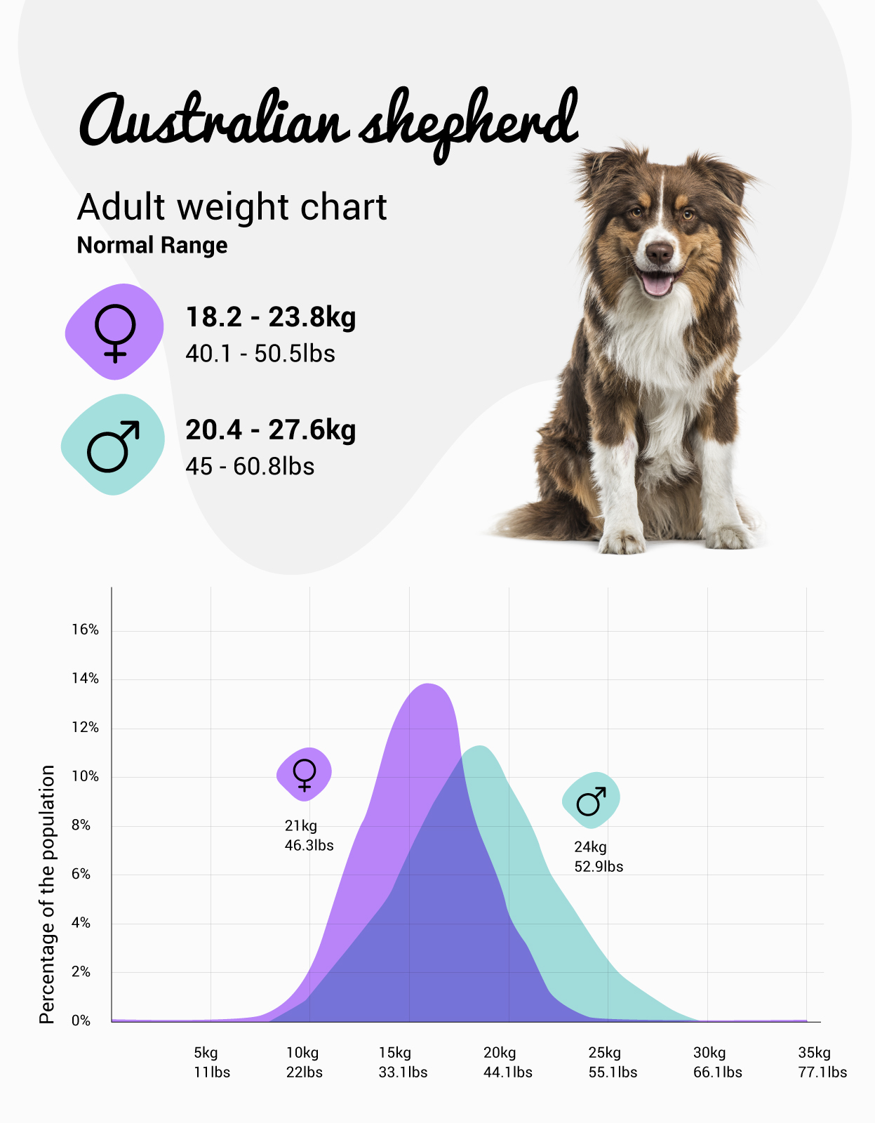 Average size sales australian shepherd