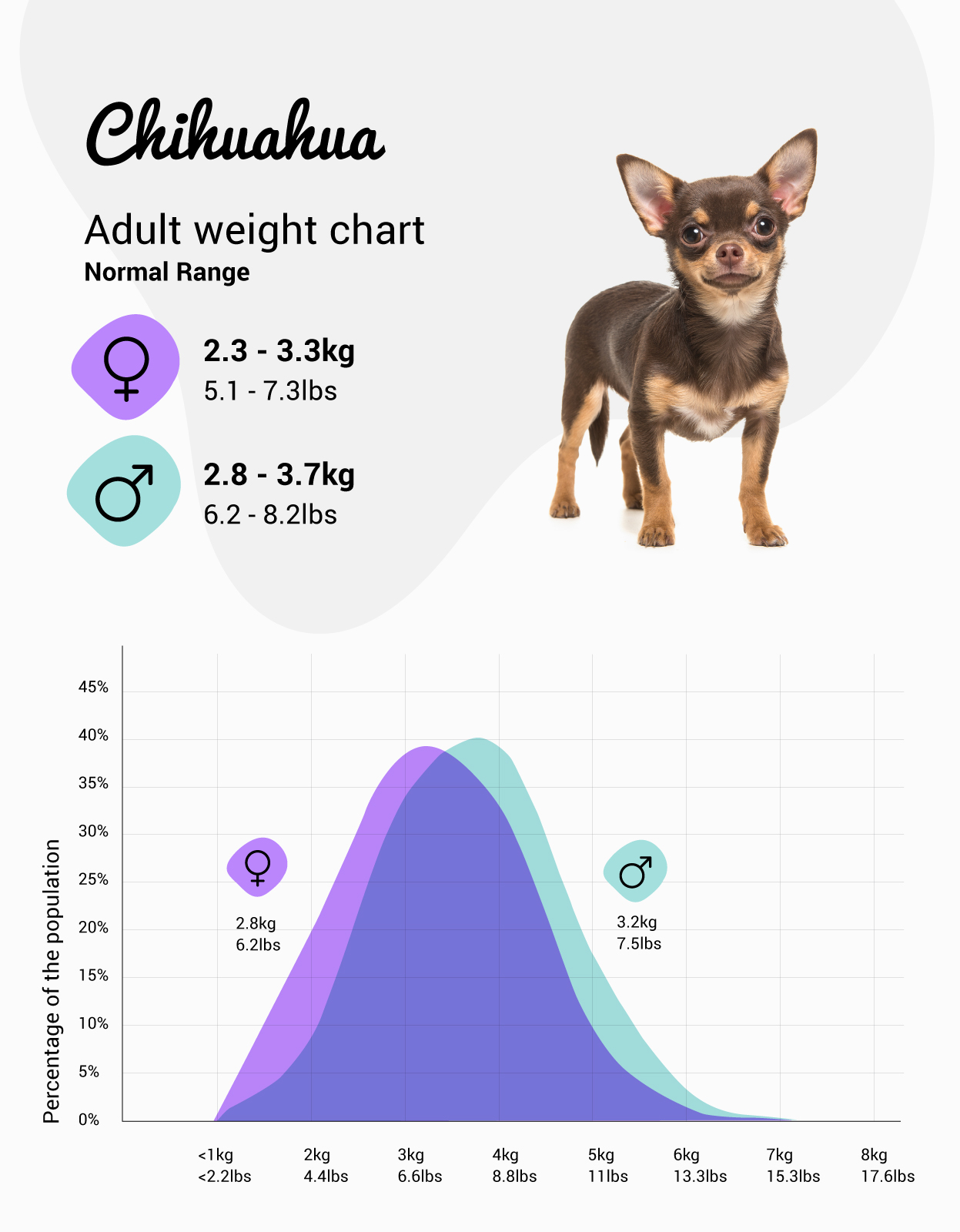 what size should a chihuahua be? 2