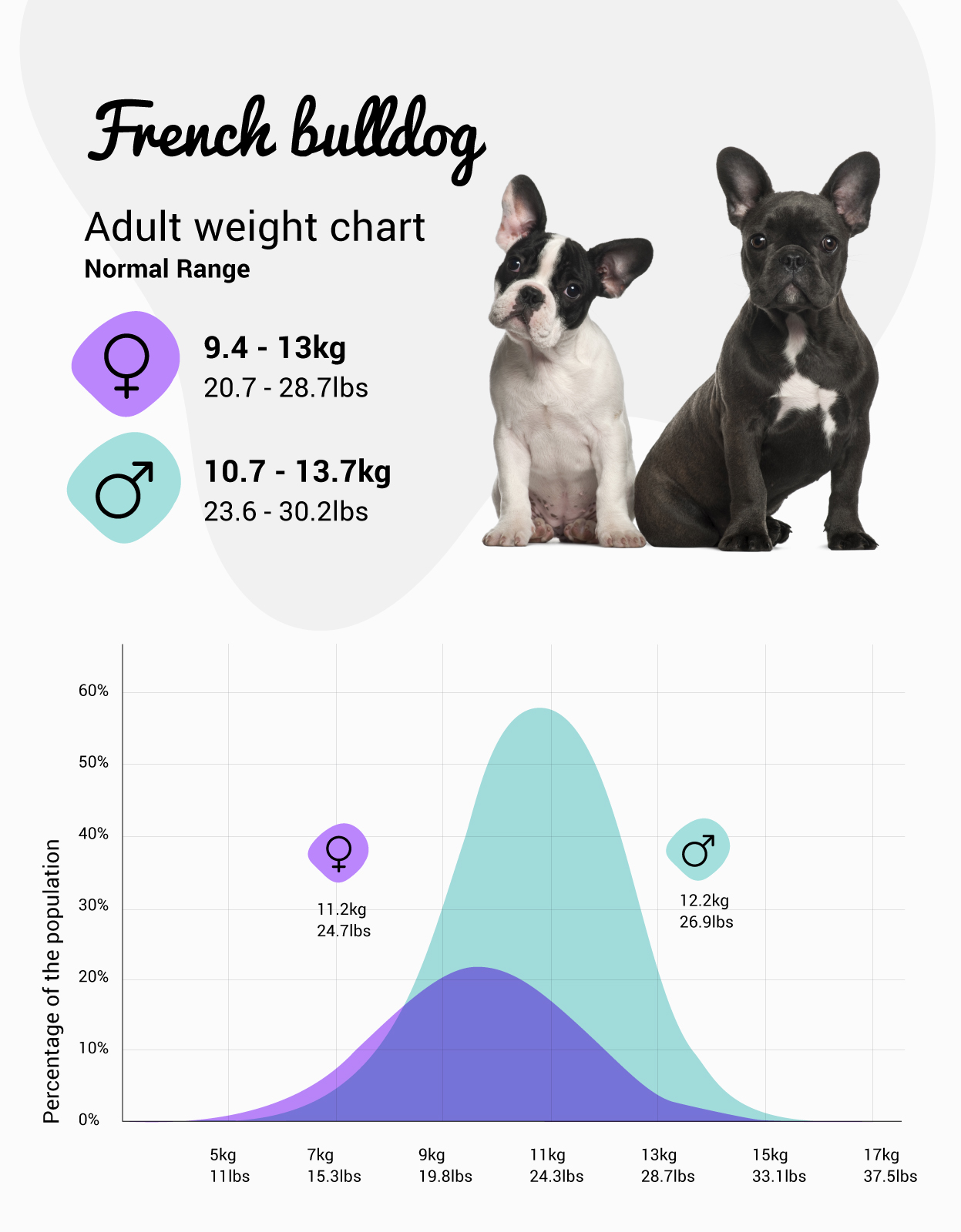 French bulldog chest store size