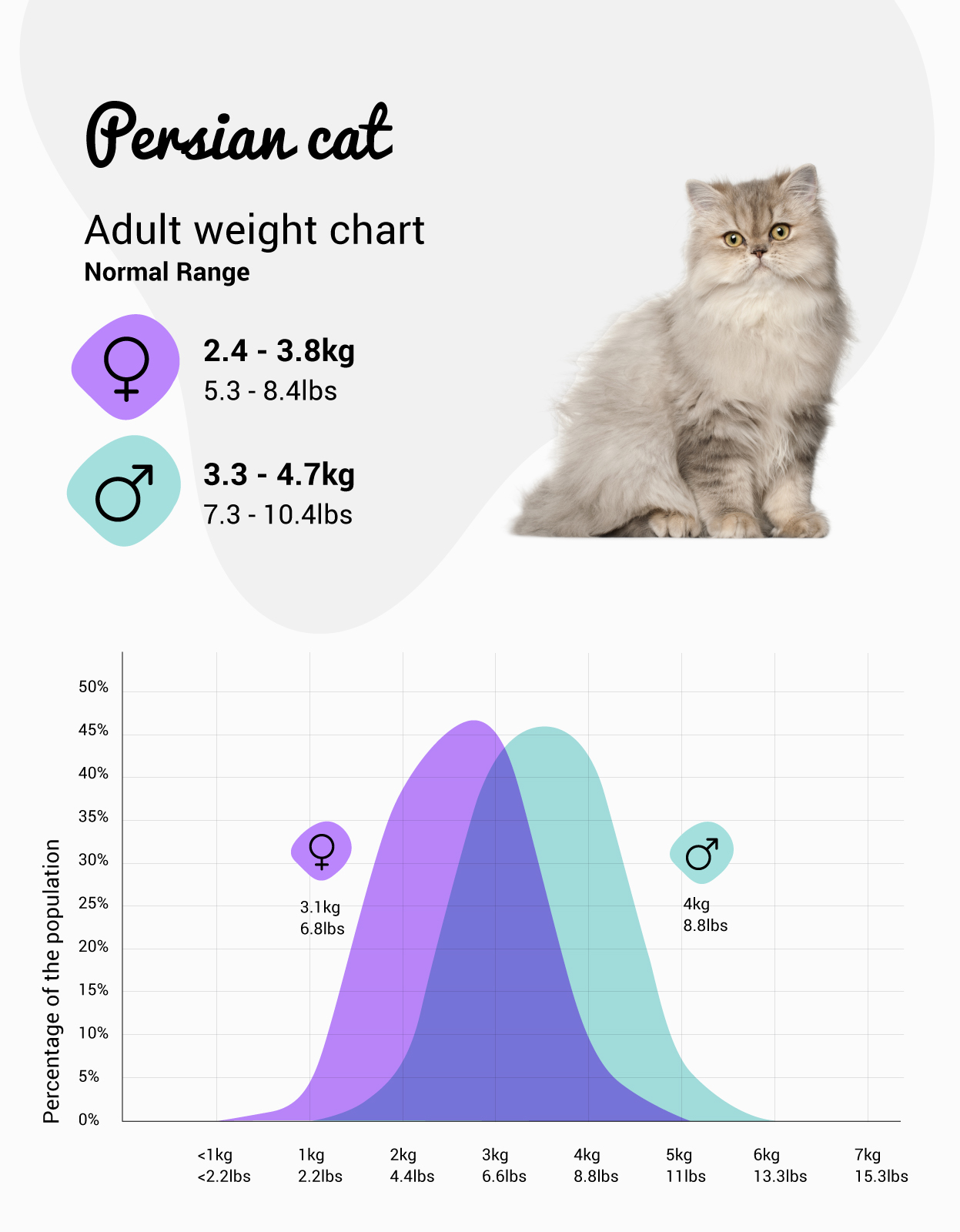 How Big Does A Persian Cat Get