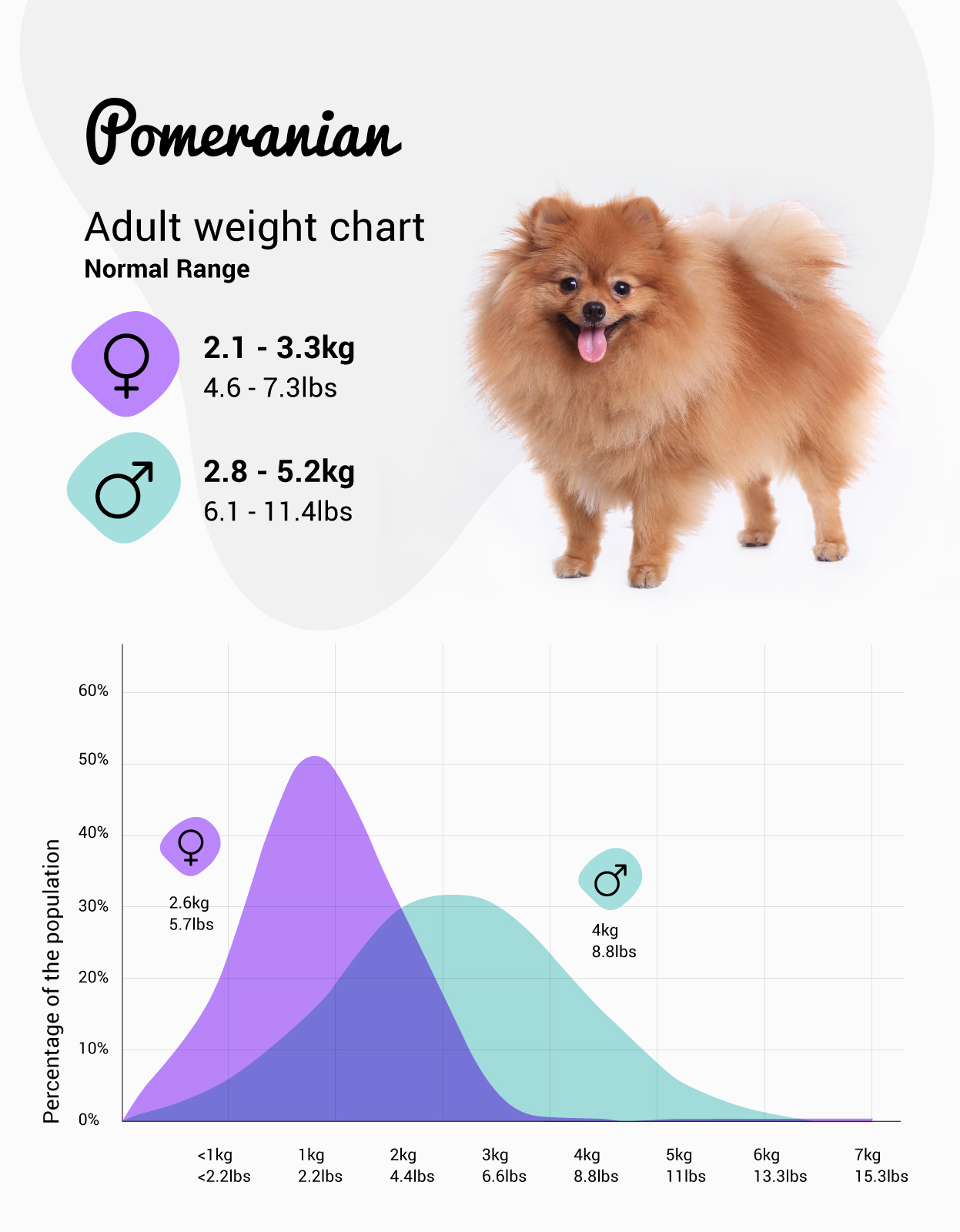 Pomeranian store dog information