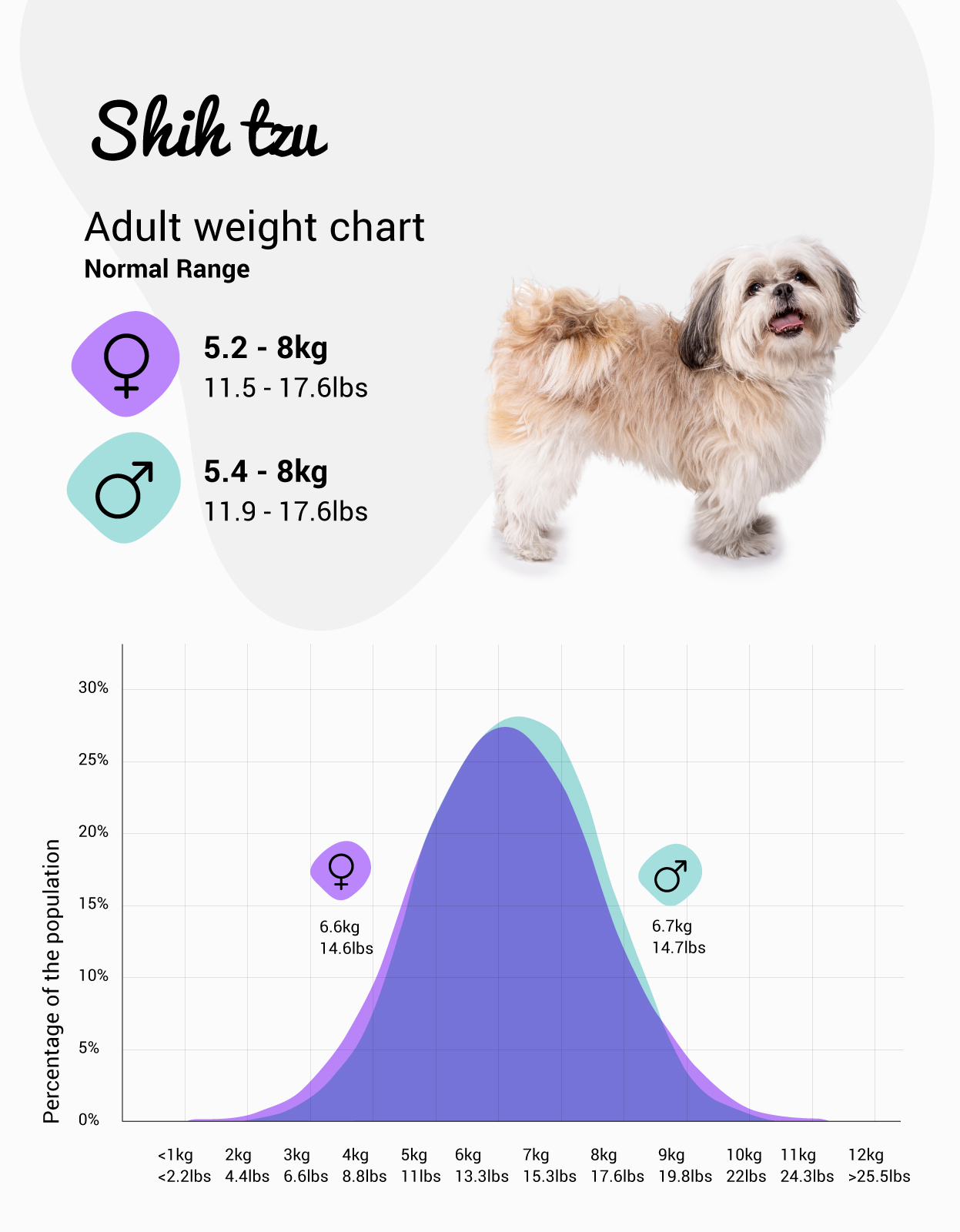 what should a maltese shih tzu weigh?