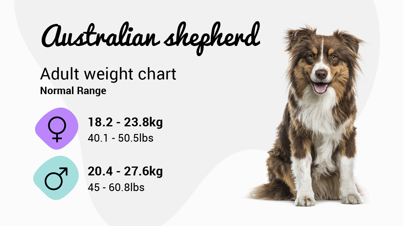 australian shepherd size comparison